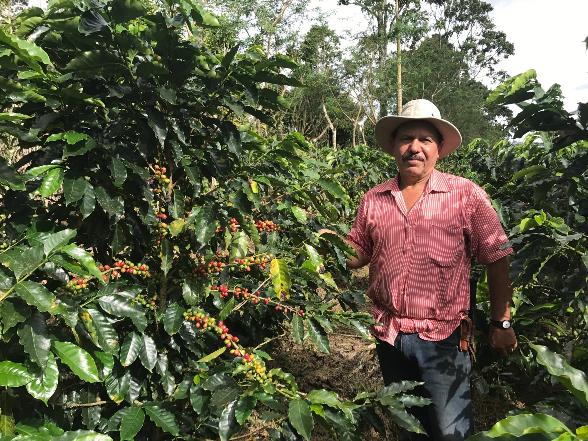 Kiva borrower Norman used a $1,775 loan to sow coffee.
